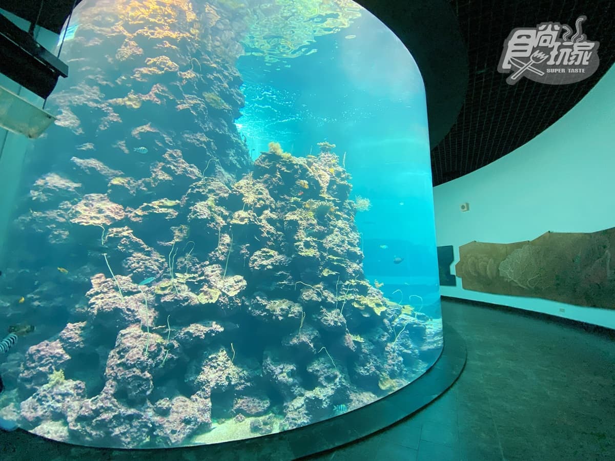 腳邊都是企鵝!全台首次「餵企鵝體驗」開賣,一次看到4大品種、近100隻企鵝給你餵 腳邊都是企鵝!全台首次「餵企鵝體驗」開賣,一次看到4大品種、近100隻企鵝給你餵