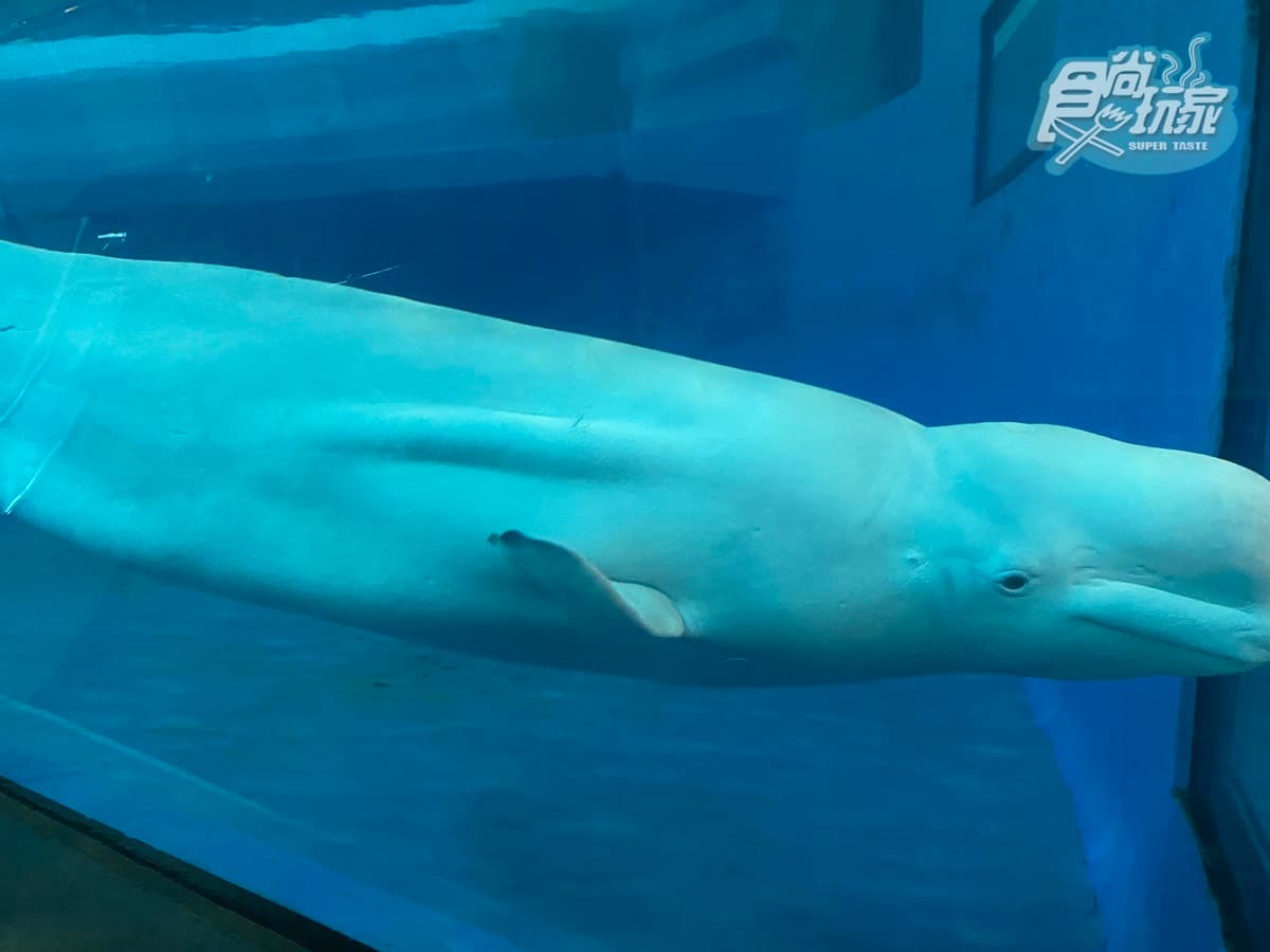 腳邊都是企鵝!全台首次「餵企鵝體驗」開賣,一次看到4大品種、近100隻企鵝給你餵 腳邊都是企鵝!全台首次「餵企鵝體驗」開賣,一次看到4大品種、近100隻企鵝給你餵
