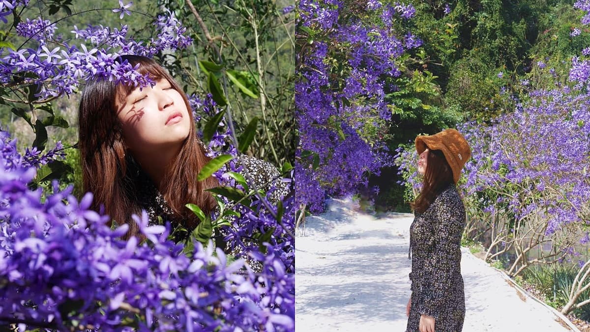 這裡拍「冬季版紫藤花」打卡祕境!抓對角度還能拍出《鬼滅之刃》經典場景