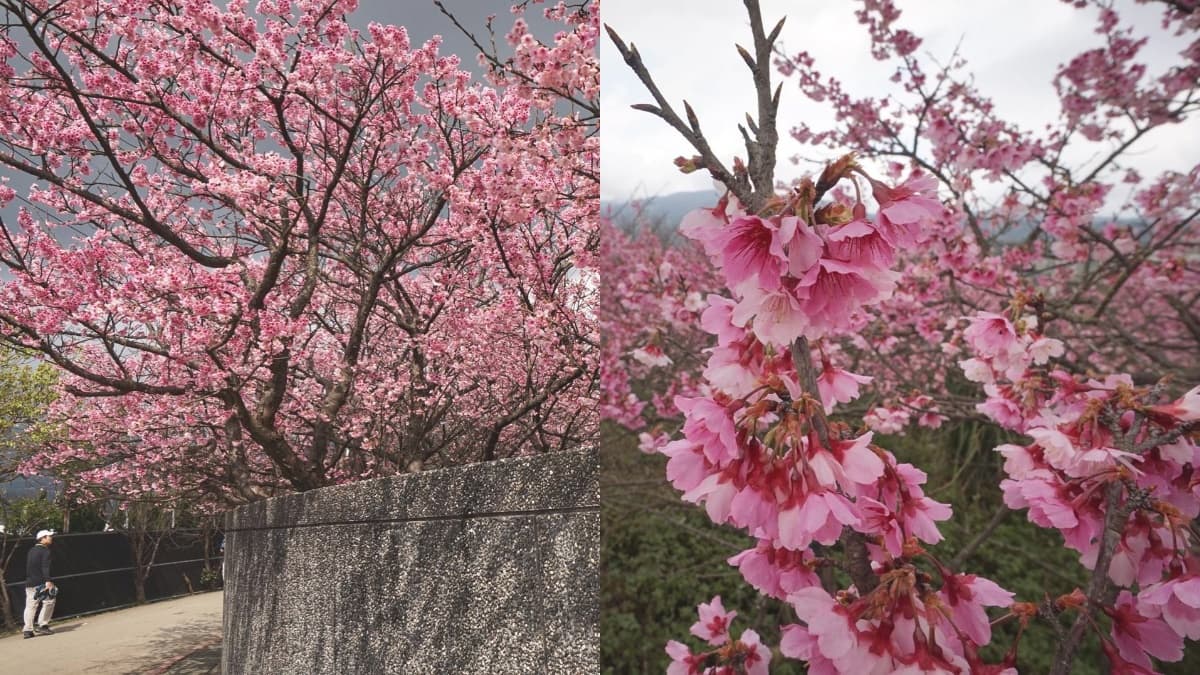 第一波櫻花衝這!士林「平菁街42巷」最美賞櫻期曝光,絕美花海x老屋瓦片超有fu 第一波櫻花衝這!士林「平菁街42巷」最美賞櫻期曝光,絕美花海x老屋瓦片超有fu