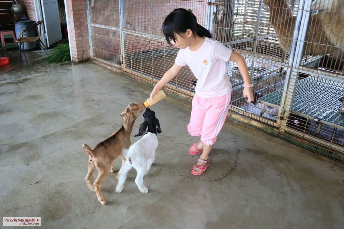 玩一整天也不膩!台南「乳牛的家」搭五分車、餵小動物,還能在火車車廂吃鮮奶火鍋 玩一整天也不膩!台南「乳牛的家」搭五分車、餵小動物,還能在火車車廂吃鮮奶火鍋