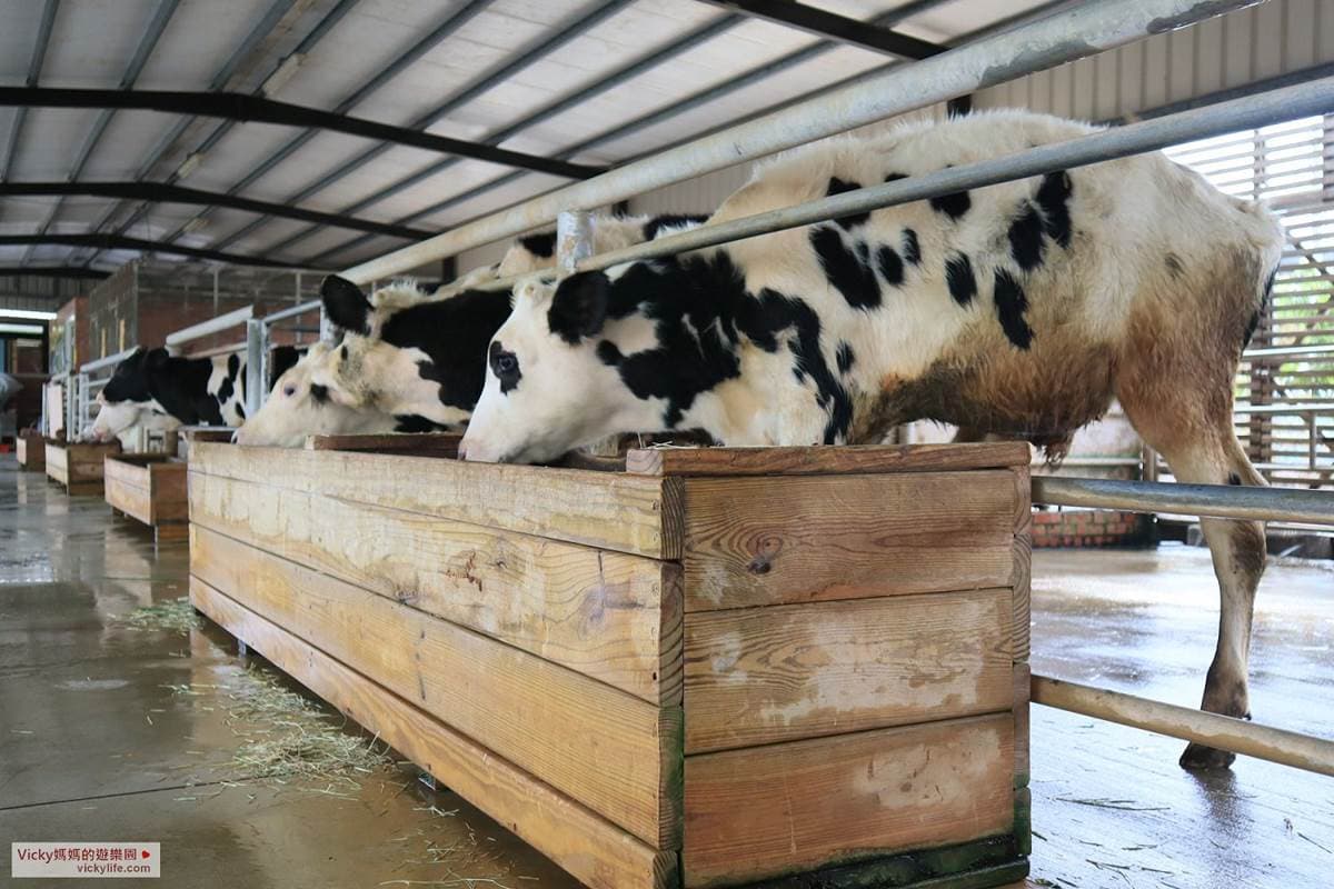 玩一整天也不膩!台南「乳牛的家」搭五分車、餵小動物,還能在火車車廂吃鮮奶火鍋 玩一整天也不膩!台南「乳牛的家」搭五分車、餵小動物,還能在火車車廂吃鮮奶火鍋