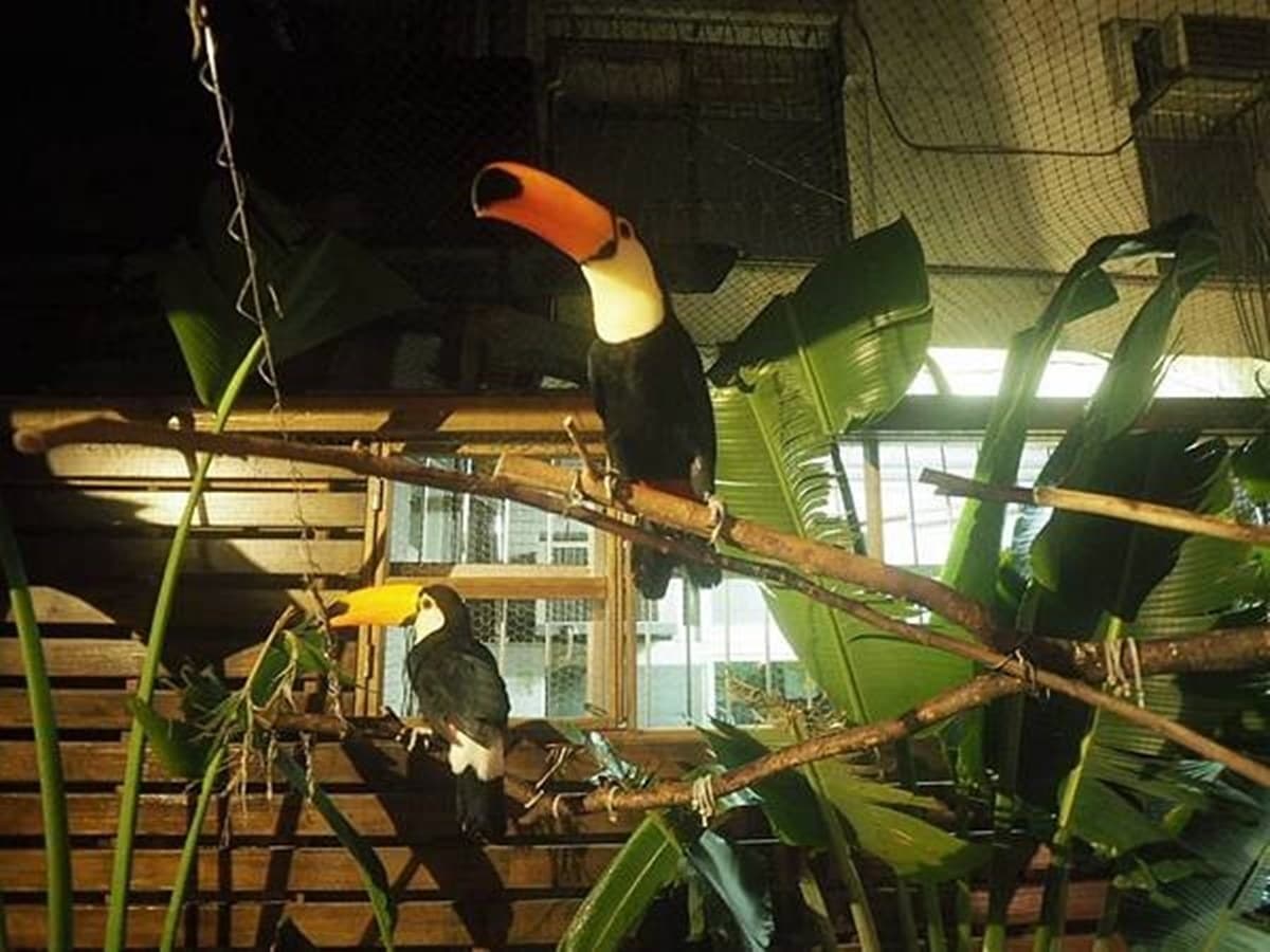 超療癒!台北寵物主題餐廳可以跟大嘴鳥、狐獴一起玩,帕瑪森香蒜雞翅吃完會想念 超療癒!台北寵物主題餐廳可以跟大嘴鳥、狐獴一起玩,帕瑪森香蒜雞翅吃完會想念