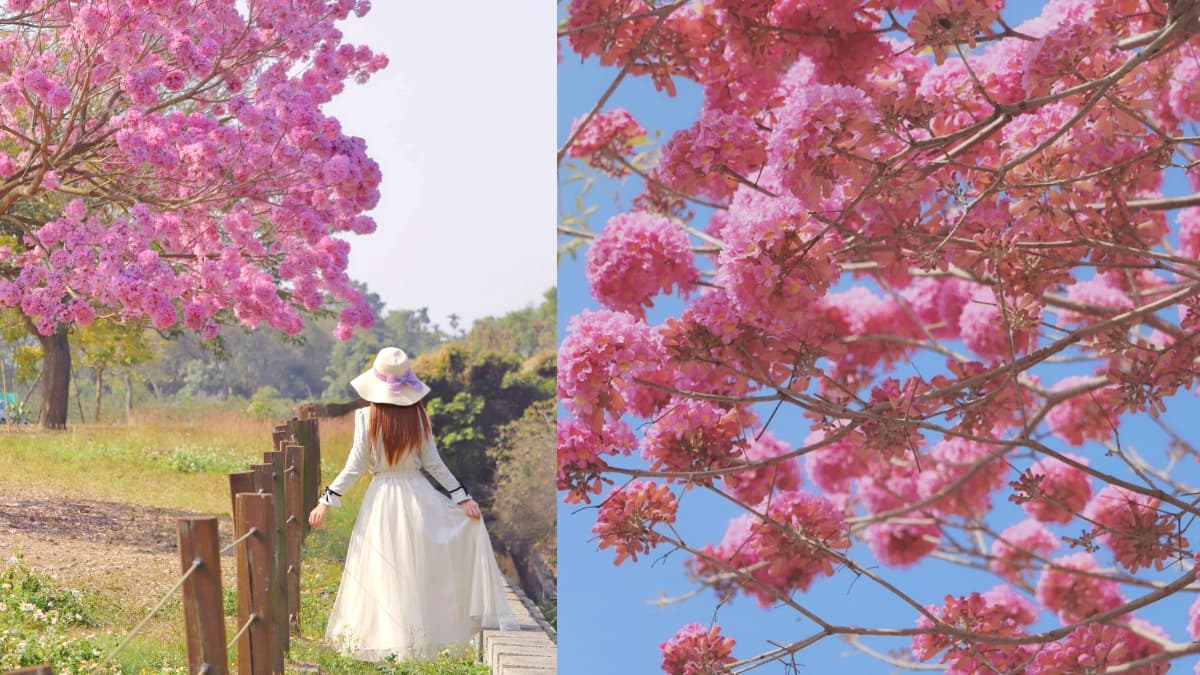 「粉色棉花糖」花海太仙!紫南宮上百棵「洋紅風鈴木」盛開,求財兼拍奇蹟美照
