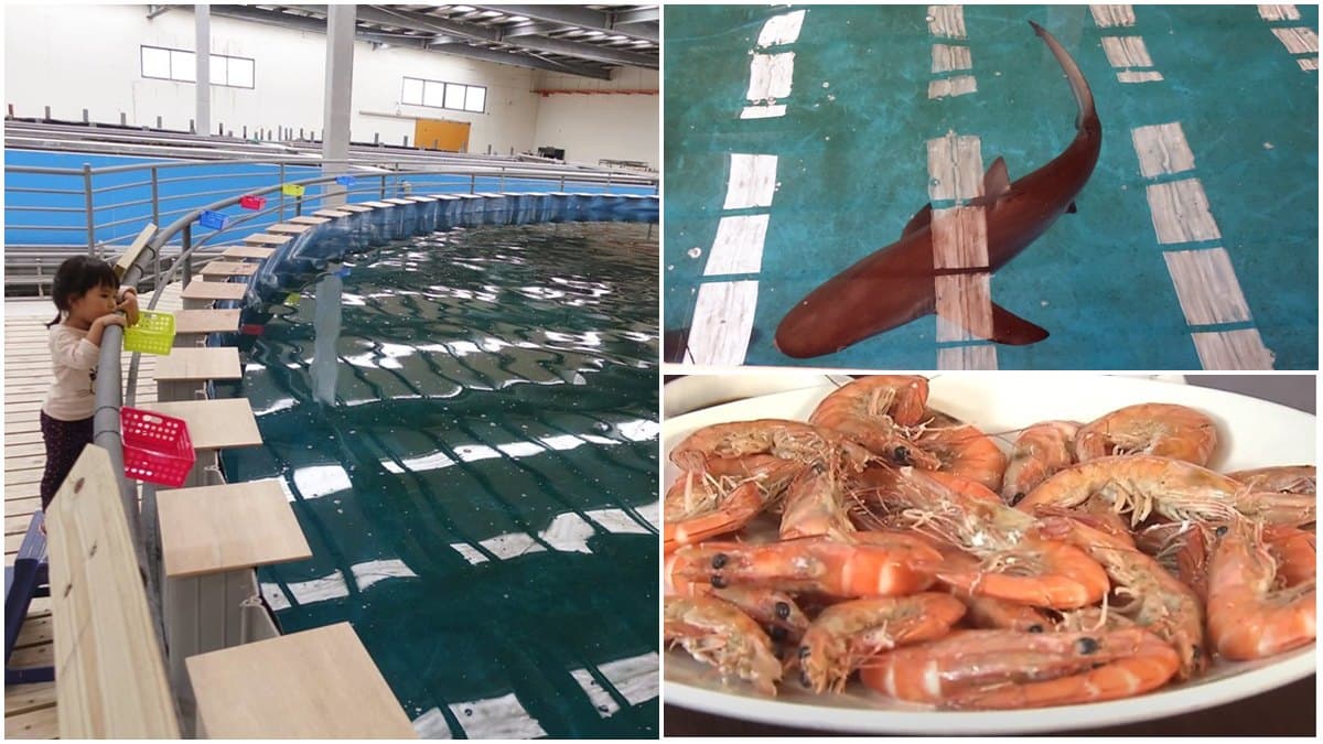 全台唯一體驗餵鯊魚!宜蘭養殖場變身水族館,門票還能折抵消費嘗新鮮白蝦
