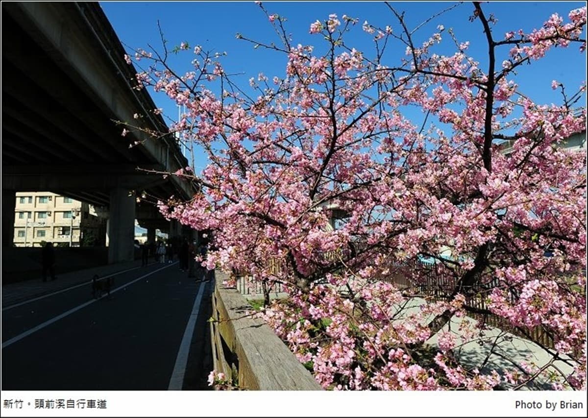 遛小孩也能當網美!新竹河濱公園打卡櫻花自行車道,還能免費玩全新滑步車場 遛小孩也能當網美!新竹河濱公園打卡櫻花自行車道,還能免費玩全新滑步車場
