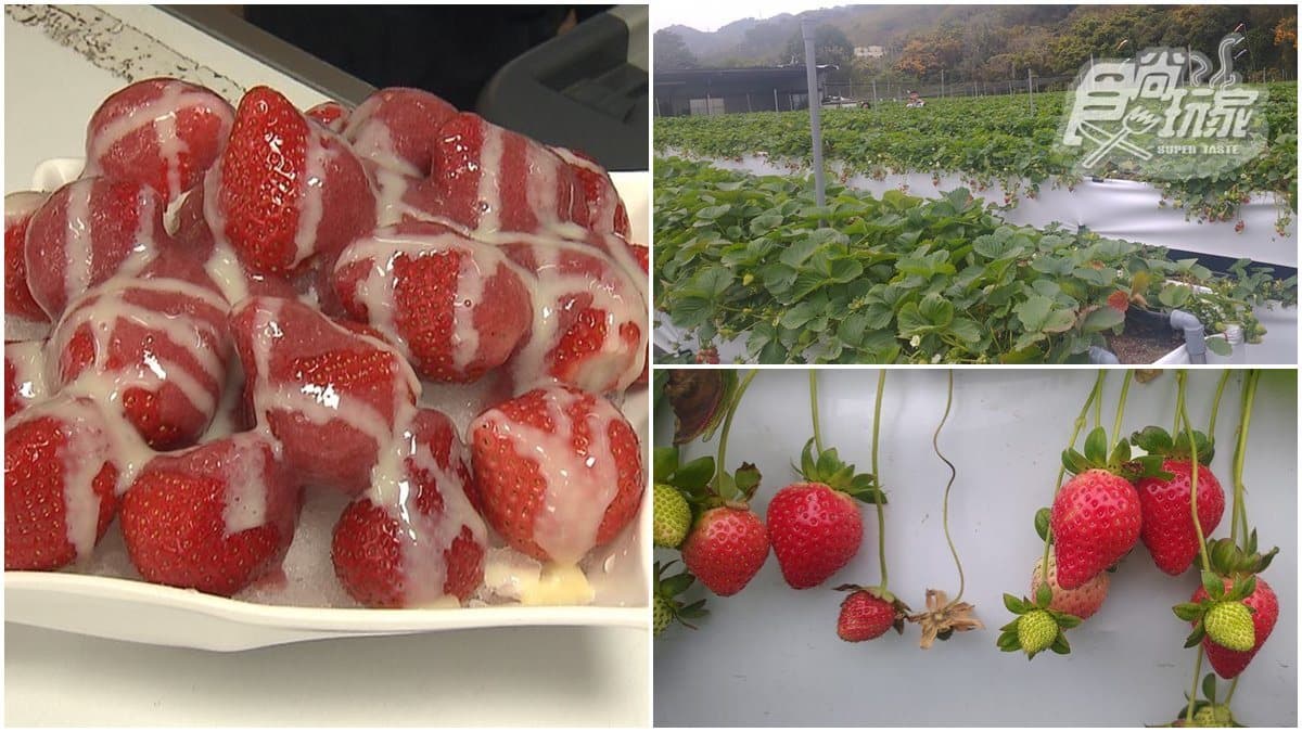 苗栗7萬株超大草莓海!牛奶灌溉ㄟ更香甜,夢幻白草莓免飛日本就吃得到