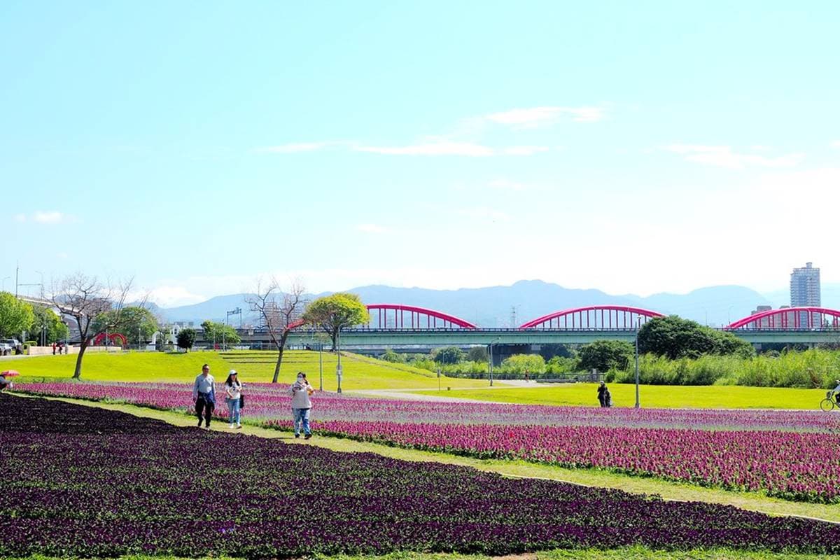 台北市區1秒偽出國!河濱公園賞13萬株「漸層紫花海」,還能打卡希臘風婚紗美拍地 台北市區1秒偽出國!河濱公園賞13萬株「漸層紫花海」,還能打卡希臘風婚紗美拍地