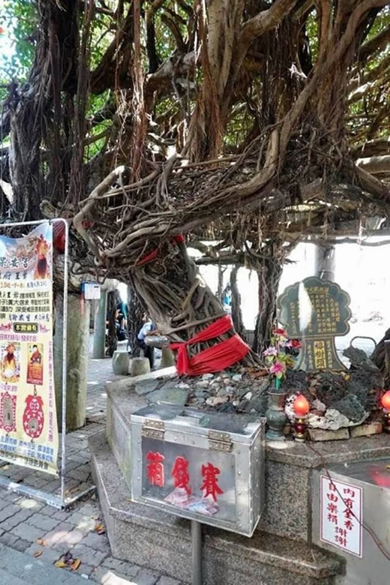 打卡百年奇景!澎湖古廟美拍600坪樹蔭隧道,順路吃50年仙人掌冰、海菜小卷米粉 打卡百年奇景!澎湖古廟美拍600坪樹蔭隧道,順路吃50年仙人掌冰、海菜小卷米粉