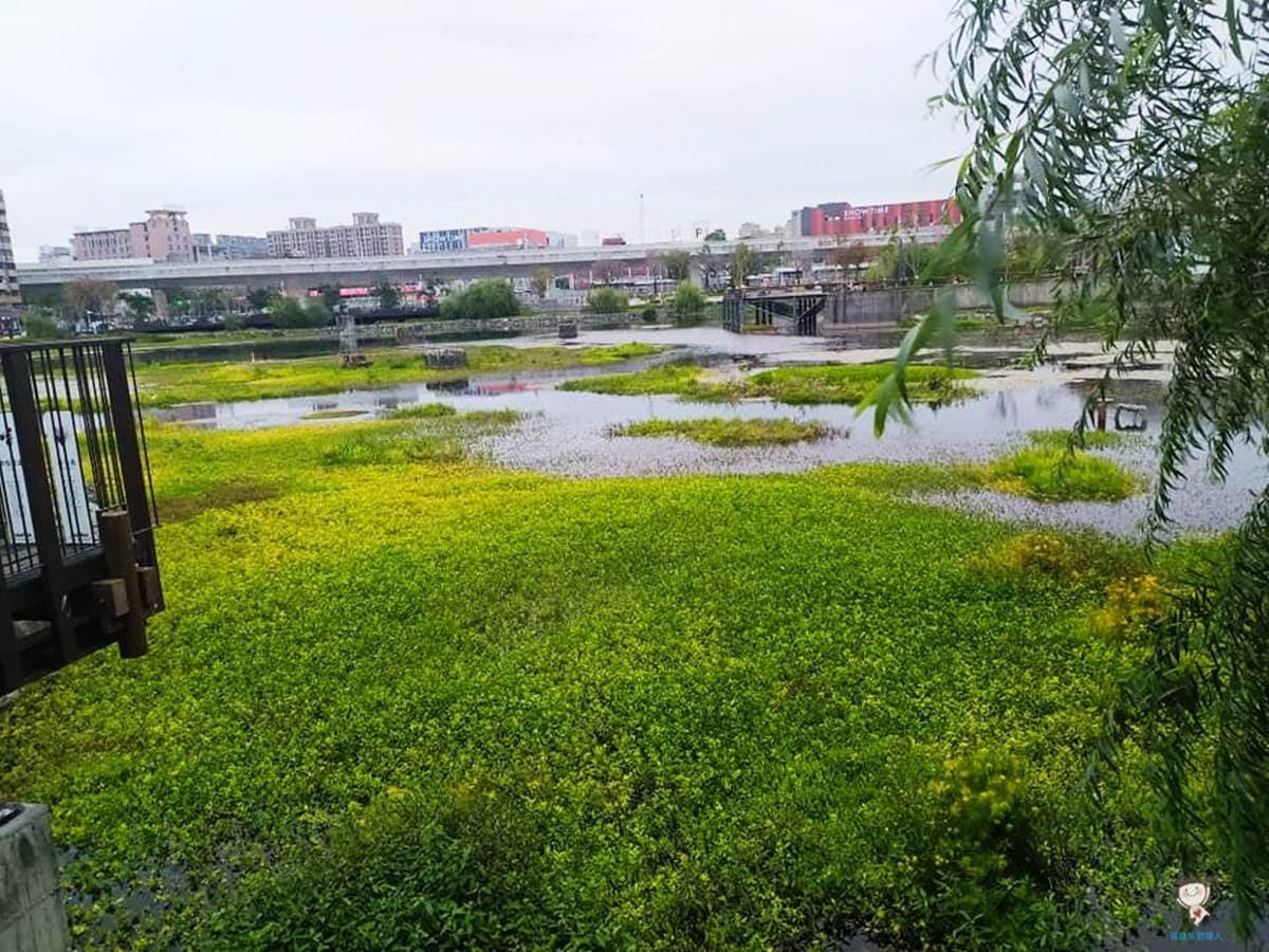 免費玩!台中火車站周邊「走路就能到」4景點:全台唯一鐵道空中花園、湖濱生態園區 免費玩!台中火車站周邊「走路就能到」4景點:全台唯一鐵道空中花園、湖濱生態園區