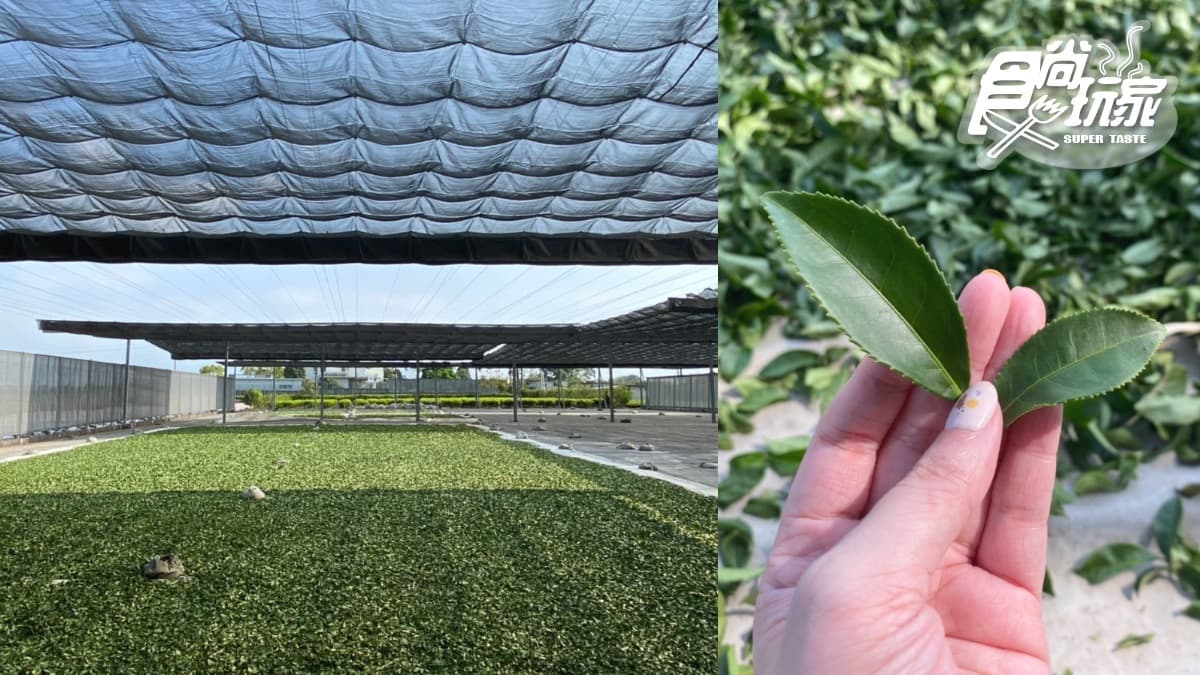 茶飲控請進!食尚小編直擊IG暴紅「文青茶」產地,日本煎茶、台灣青茶口感大比拚 茶飲控請進!食尚小編直擊IG暴紅「文青茶」產地,日本煎茶、台灣青茶口感大比拚