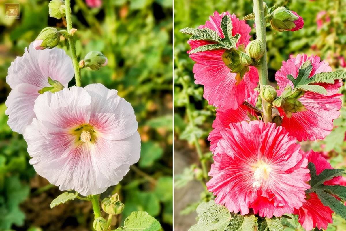 台南3花海一次get!蜀葵、鼠尾草、金黃麥田超美拍,順路吃造型雞蛋糕、10元肉燥飯 台南3花海一次get!蜀葵、鼠尾草、金黃麥田超美拍,順路吃造型雞蛋糕、10元肉燥飯
