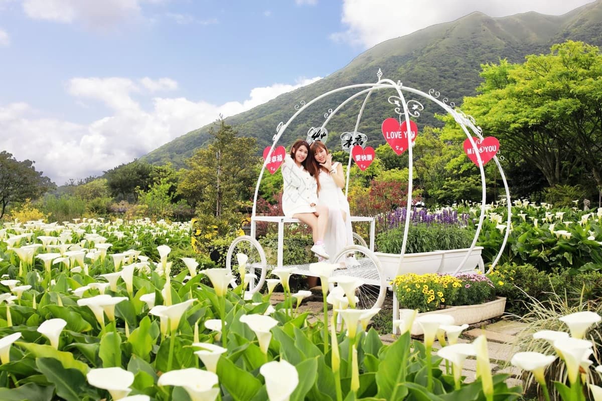 IG瘋打卡!北中南10大仙氣花海:彩色海芋田、萬坪紫藤園、繡球步道 IG瘋打卡!北中南10大仙氣花海:彩色海芋田、萬坪紫藤園、繡球步道