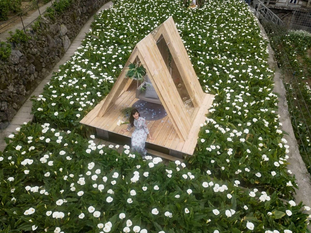 IG瘋打卡!北中南10大仙氣花海:彩色海芋田、萬坪紫藤園、繡球步道 IG瘋打卡!北中南10大仙氣花海:彩色海芋田、萬坪紫藤園、繡球步道
