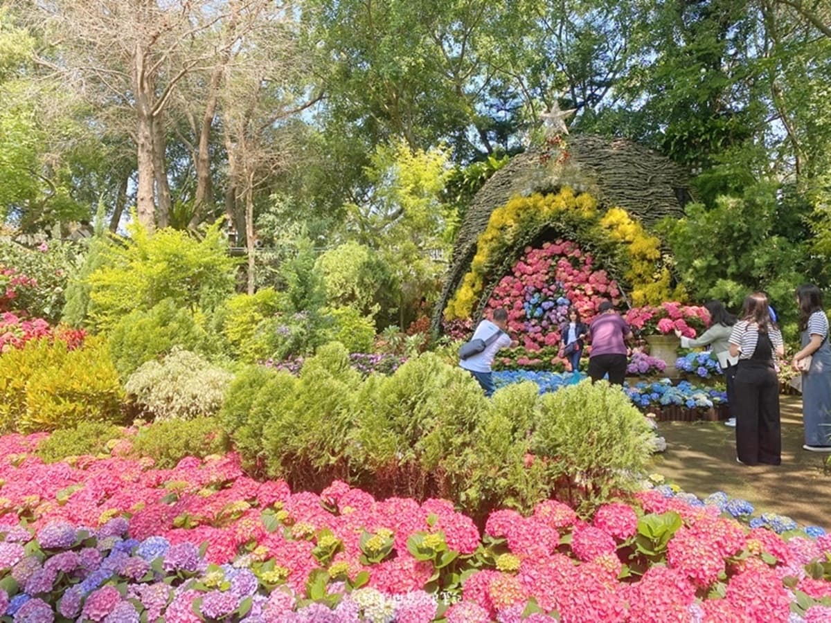IG瘋打卡!北中南10大仙氣花海:彩色海芋田、萬坪紫藤園、繡球步道 IG瘋打卡!北中南10大仙氣花海:彩色海芋田、萬坪紫藤園、繡球步道