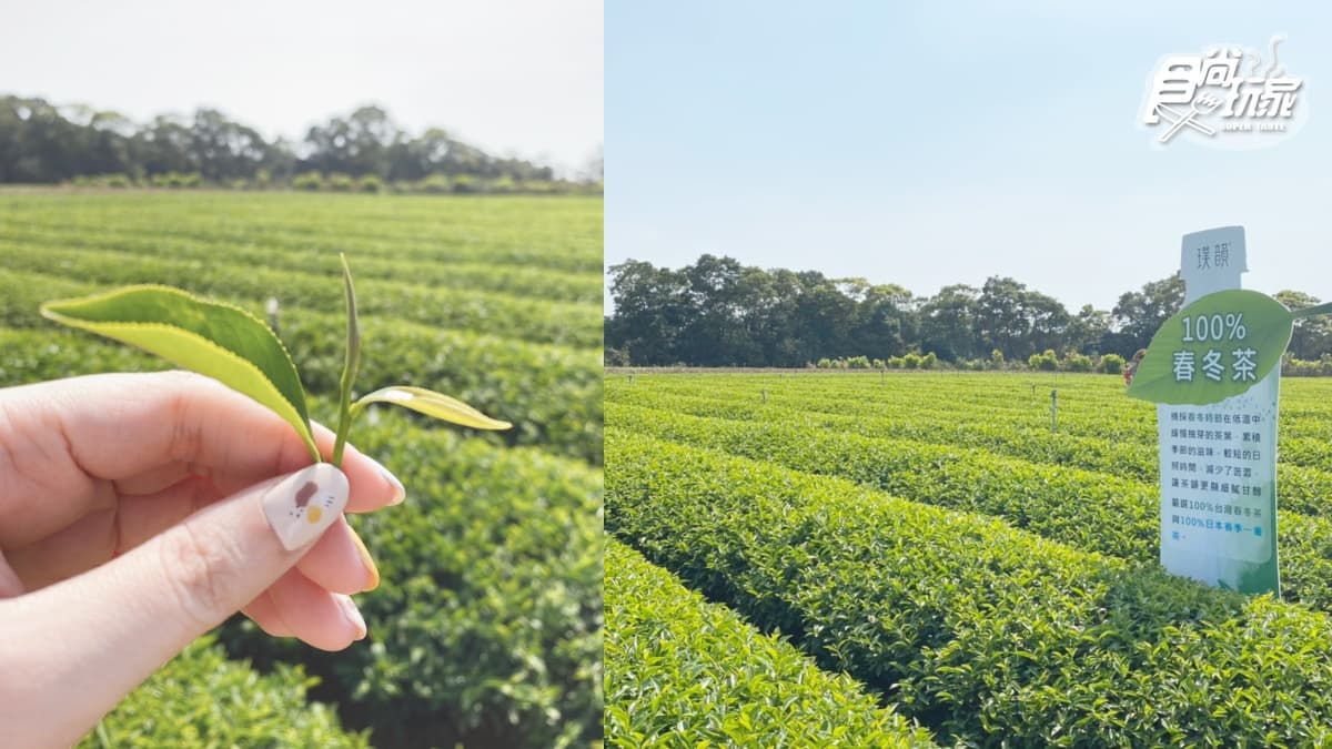 茶飲控請進!食尚小編直擊IG暴紅「文青茶」產地,日本煎茶、台灣青茶口感大比拚 茶飲控請進!食尚小編直擊IG暴紅「文青茶」產地,日本煎茶、台灣青茶口感大比拚