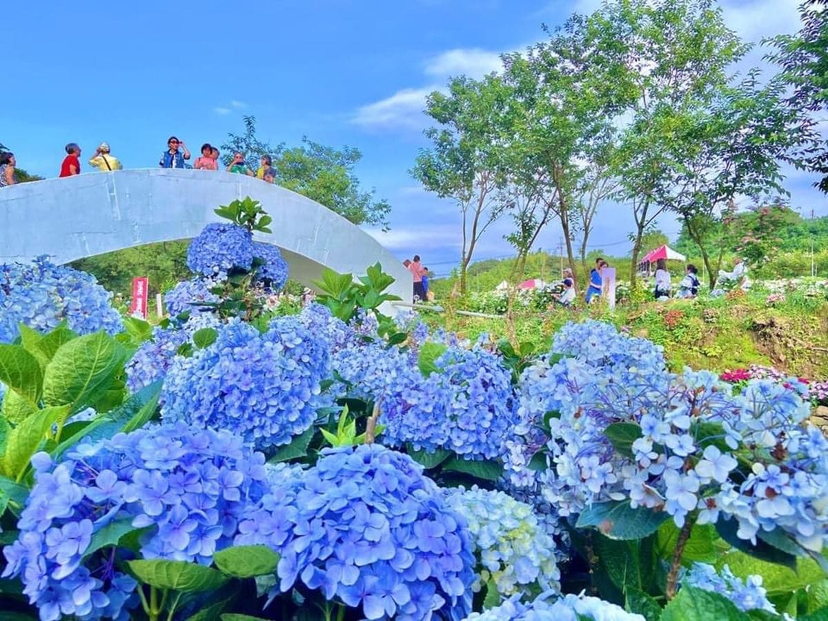 IG瘋打卡!北中南10大仙氣花海:彩色海芋田、萬坪紫藤園、繡球步道 IG瘋打卡!北中南10大仙氣花海:彩色海芋田、萬坪紫藤園、繡球步道