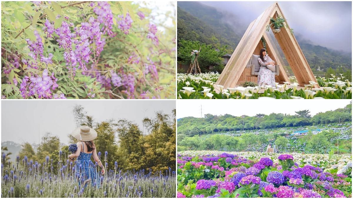 IG瘋打卡!北中南10大仙氣花海:彩色海芋田、萬坪紫藤園、繡球步道