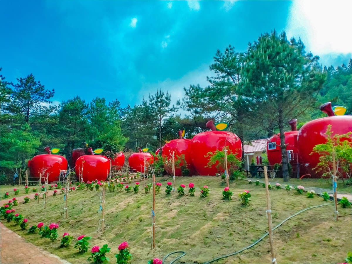 IG瘋打卡!北中南10大仙氣花海:彩色海芋田、萬坪紫藤園、繡球步道 IG瘋打卡!北中南10大仙氣花海:彩色海芋田、萬坪紫藤園、繡球步道