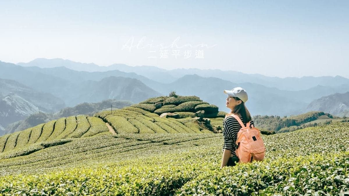 阿里山超Chill祕境!1公里親山步道可賞雲瀑、走竹林,還能拍最美茶園