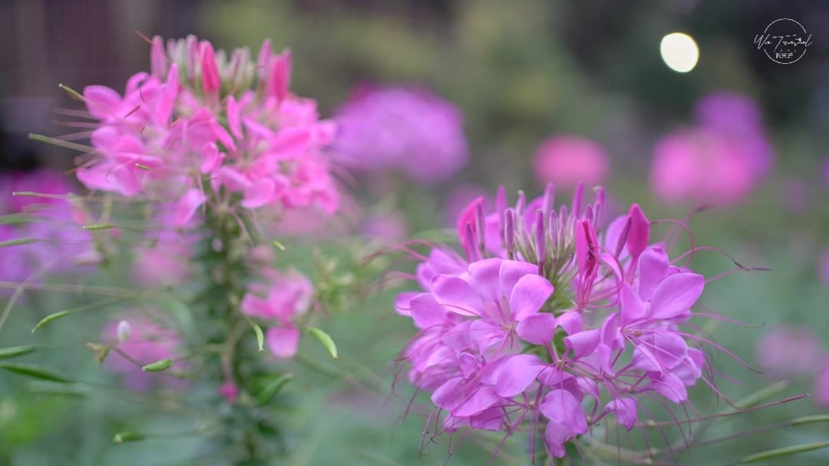 免費賞花點+1!小木屋前美拍「蝶舞花海」好夢幻,小綠龍造型植栽也可愛 免費賞花點+1!小木屋前美拍「蝶舞花海」好夢幻,小綠龍造型植栽也可愛