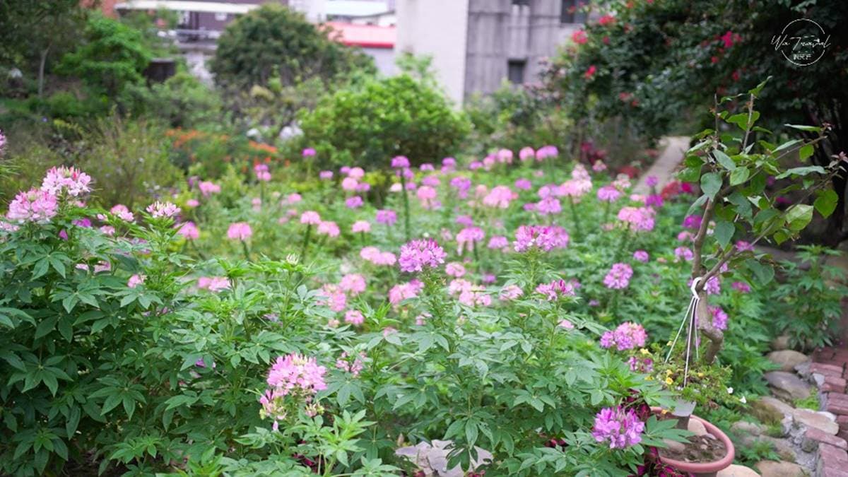 免費賞花點+1!小木屋前美拍「蝶舞花海」好夢幻,小綠龍造型植栽也可愛 免費賞花點+1!小木屋前美拍「蝶舞花海」好夢幻,小綠龍造型植栽也可愛