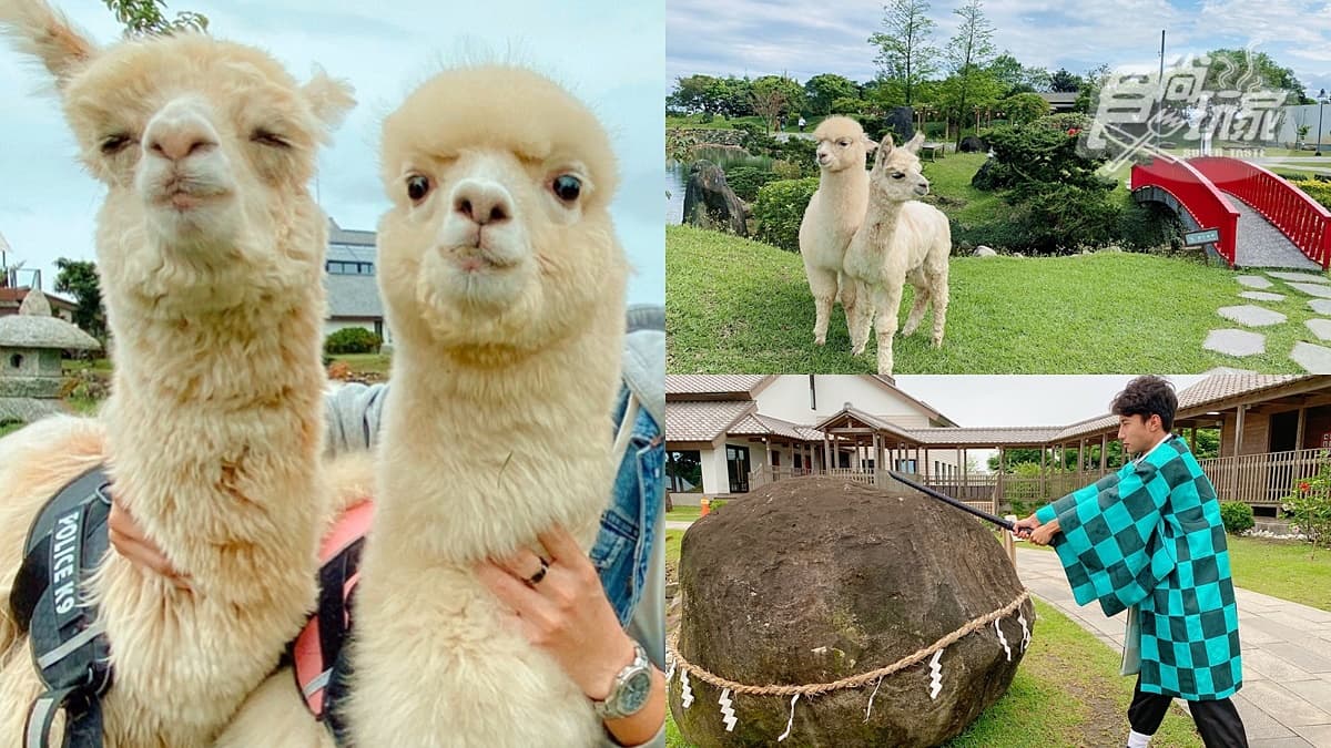 全台唯一免預約「動物體驗飯店」!羊駝、水豚和狐獴都有,還能扮炭治郎、爽泡日式湯泉