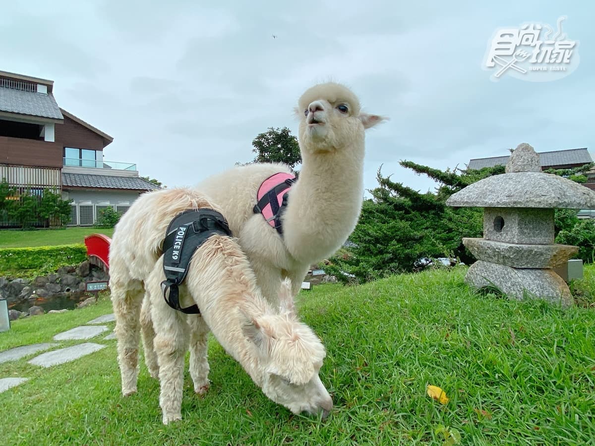 全台唯一免預約「動物體驗飯店」!羊駝、水豚和狐獴都有,還能扮炭治郎、爽泡日式湯泉 全台唯一免預約「動物體驗飯店」!羊駝、水豚和狐獴都有,還能扮炭治郎、爽泡日式湯泉