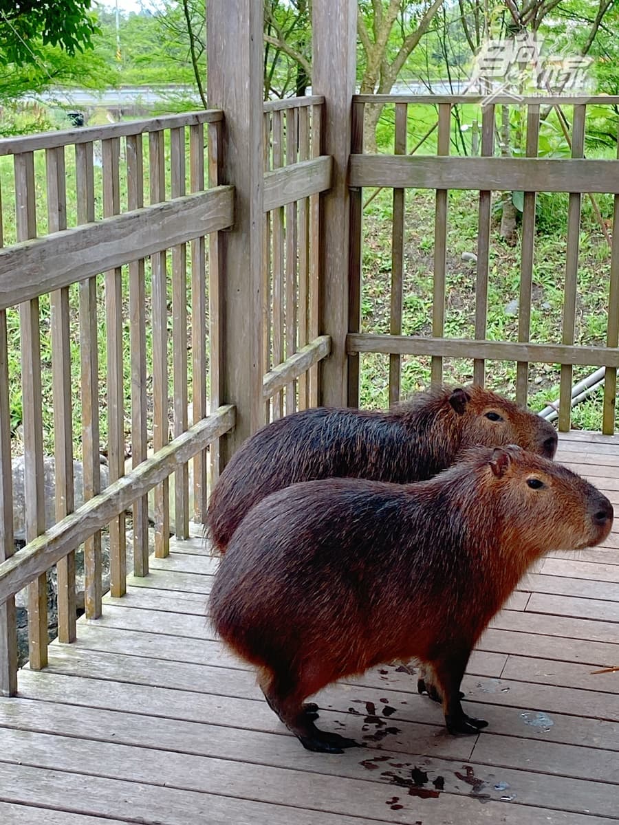 全台唯一免預約「動物體驗飯店」!羊駝、水豚和狐獴都有,還能扮炭治郎、爽泡日式湯泉 全台唯一免預約「動物體驗飯店」!羊駝、水豚和狐獴都有,還能扮炭治郎、爽泡日式湯泉