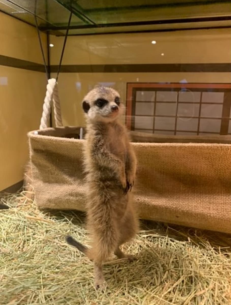 全台唯一免預約「動物體驗飯店」!羊駝、水豚和狐獴都有,還能扮炭治郎、爽泡日式湯泉 全台唯一免預約「動物體驗飯店」!羊駝、水豚和狐獴都有,還能扮炭治郎、爽泡日式湯泉