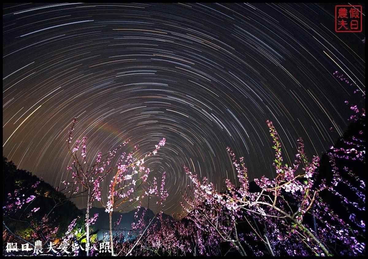 夢幻白藤花也開了!武陵農場「爆棚紫藤」、稀奇蘋果花一次追,還能夜拍絕美星軌 夢幻白藤花也開了!武陵農場「爆棚紫藤」、稀奇蘋果花一次追,還能夜拍絕美星軌