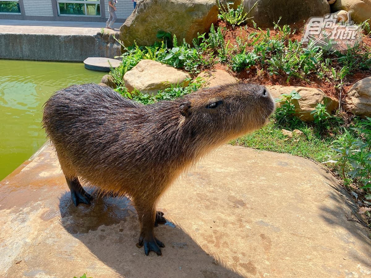 全台唯一「水豚主題房」!窗邊看水豚泡湯、免費餵食打卡,每人1500元住動物園飯店 全台唯一「水豚主題房」!窗邊看水豚泡湯、免費餵食打卡,每人1500元住動物園飯店