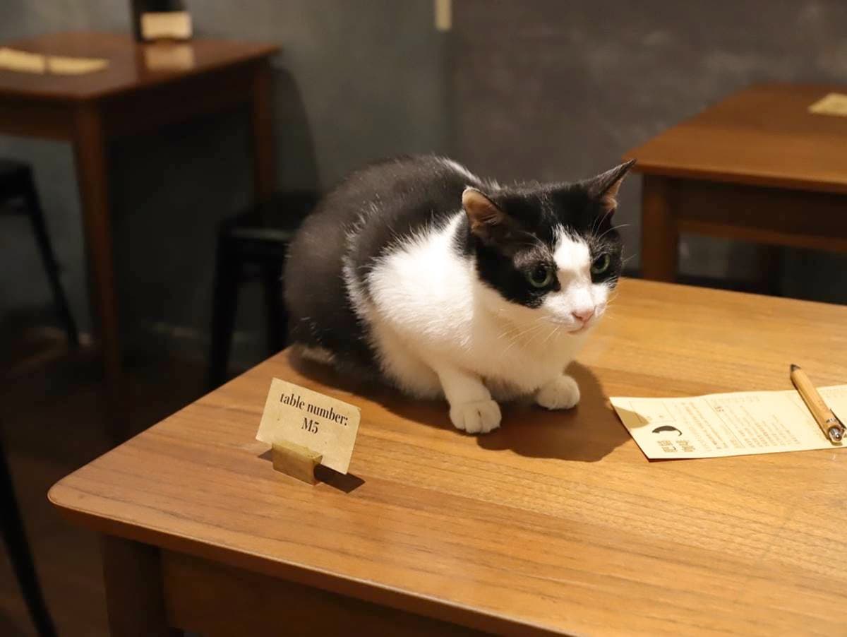 鏟屎官快來!台南6家吸貓甜點店:整串烤香蕉歐雷、爆漿湯圓厚磚、大理石野莓乳酪 鏟屎官快來!台南6家吸貓甜點店:整串烤香蕉歐雷、爆漿湯圓厚磚、大理石野莓乳酪