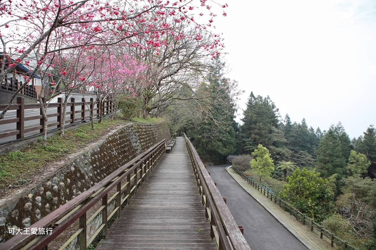 50元玩一整天!南投生態園區賞100多種鳥類、餵鸚鵡體驗,還有孩子最愛森林溜滑梯 50元玩一整天!南投生態園區賞100多種鳥類、餵鸚鵡體驗,還有孩子最愛森林溜滑梯