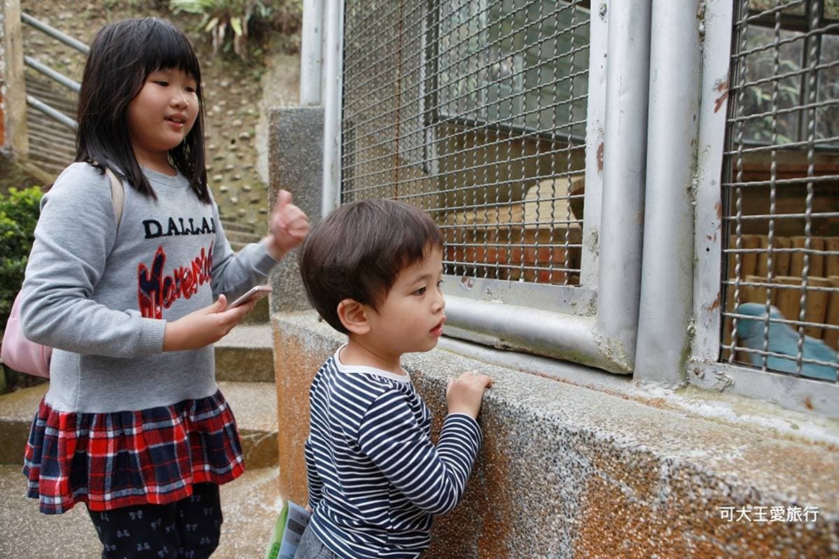 50元玩一整天!南投生態園區賞100多種鳥類、餵鸚鵡體驗,還有孩子最愛森林溜滑梯 50元玩一整天!南投生態園區賞100多種鳥類、餵鸚鵡體驗,還有孩子最愛森林溜滑梯