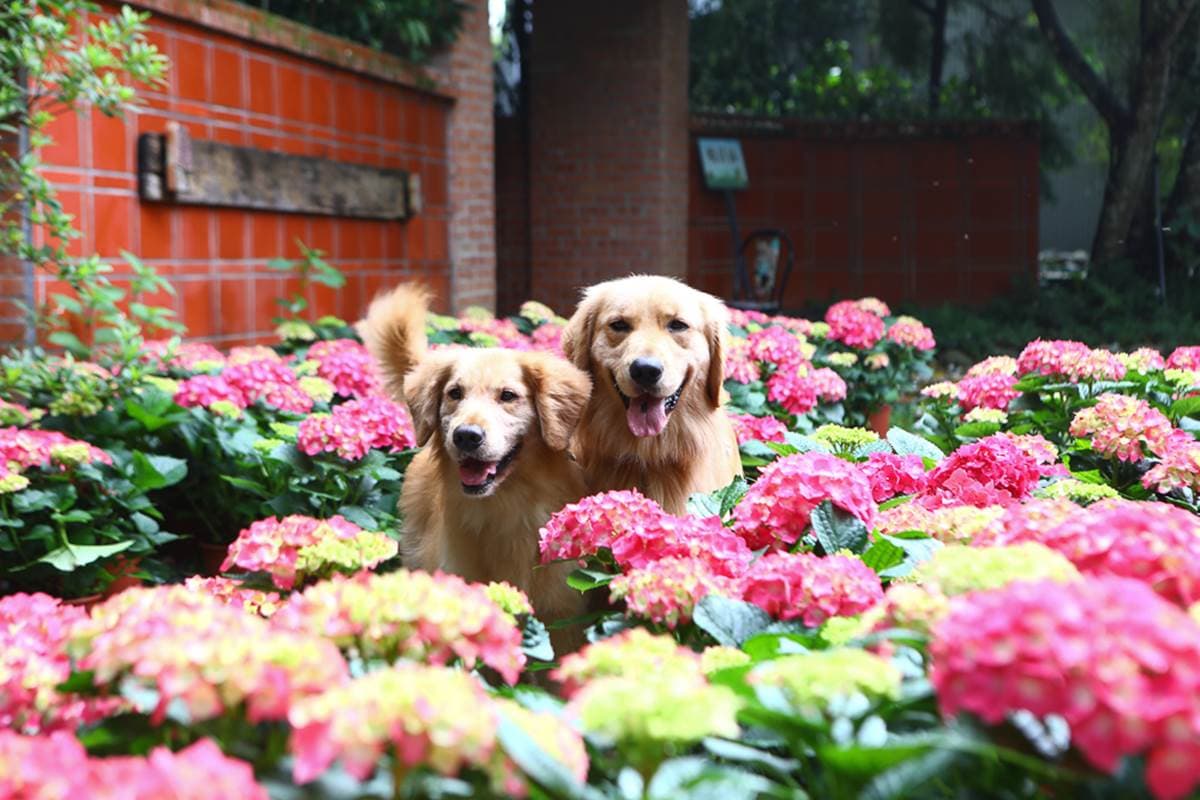 美到犯規!苗栗超繽紛繡球花園「毛小孩」也能來,打卡3D鏡中花、湖畔享玫瑰全餐 美到犯規!苗栗超繽紛繡球花園「毛小孩」也能來,打卡3D鏡中花、湖畔享玫瑰全餐