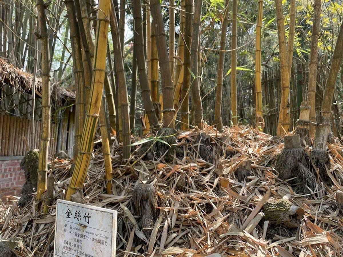 騎竹鐵馬、嗑竹筒飯套餐!來南投民宿住一晚能賞120種竹,連地板都飄竹蓆香 騎竹鐵馬、嗑竹筒飯套餐!來南投民宿住一晚能賞120種竹,連地板都飄竹蓆香