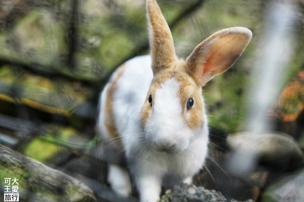 住了不想走!宜花5家超好玩親子旅宿:古早味玩具遊戲室、迷你動物園、室內兒童賽車場 住了不想走!宜花5家超好玩親子旅宿:古早味玩具遊戲室、迷你動物園、室內兒童賽車場