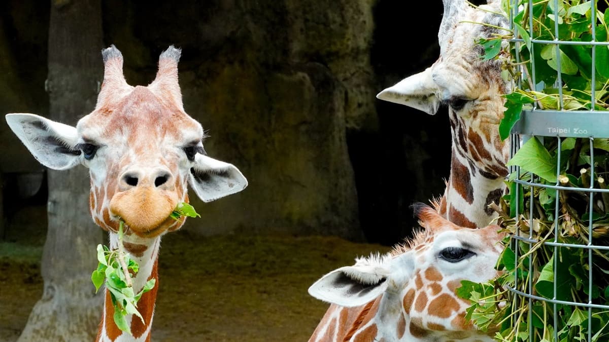 線上帶逛動物園!「沒人氣動物園」IG直播萌翻,長頸鹿、貓熊、無尾熊吃播超療癒 線上帶逛動物園!「沒人氣動物園」IG直播萌翻,長頸鹿、貓熊、無尾熊吃播超療癒