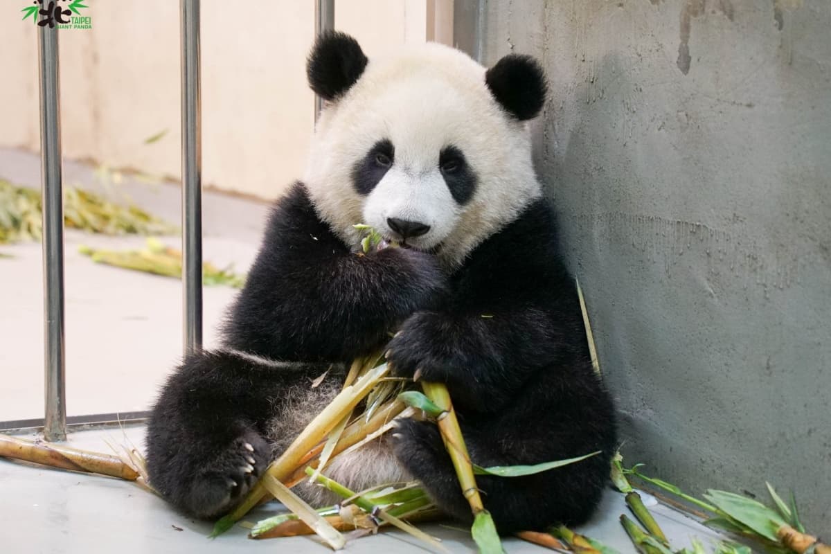 線上帶逛動物園!「沒人氣動物園」IG直播萌翻,長頸鹿、貓熊、無尾熊吃播超療癒 線上帶逛動物園!「沒人氣動物園」IG直播萌翻,長頸鹿、貓熊、無尾熊吃播超療癒