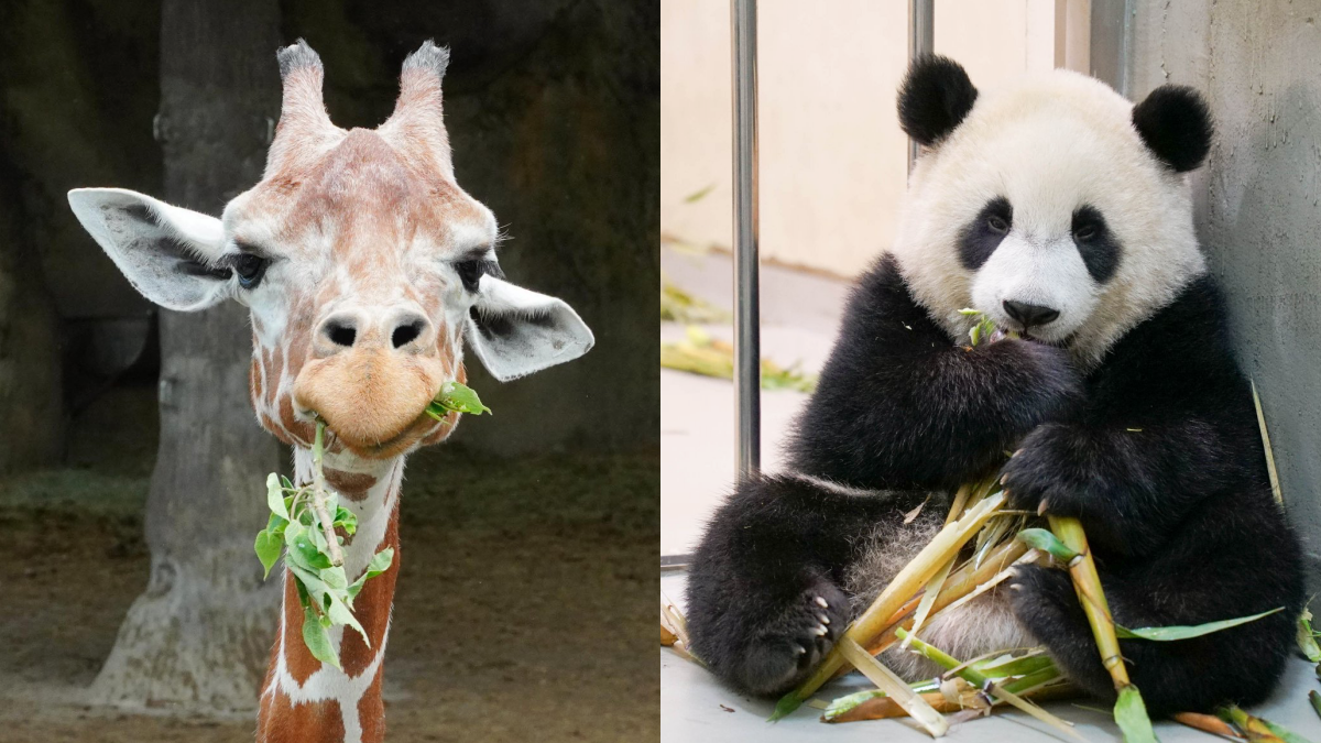 線上帶逛動物園!「沒人氣動物園」IG直播萌翻,長頸鹿、貓熊、無尾熊吃播超療癒