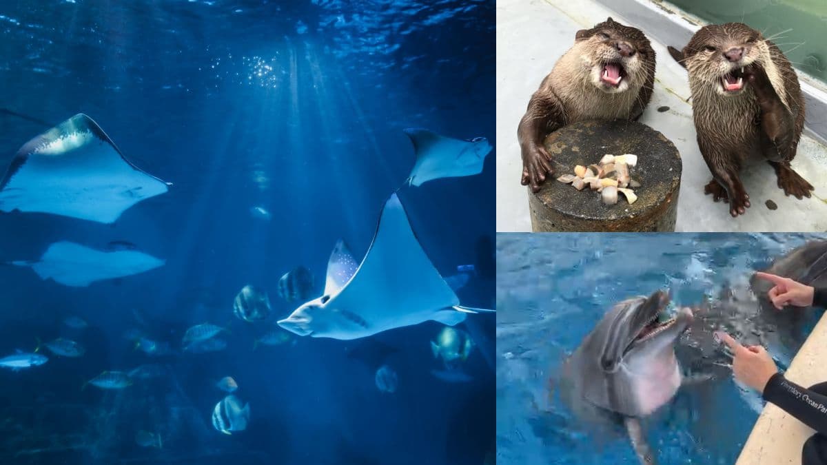 端午不出門!遠雄海洋公園推「線上樂園」登場,海獅、海豚、水獺擔當主播