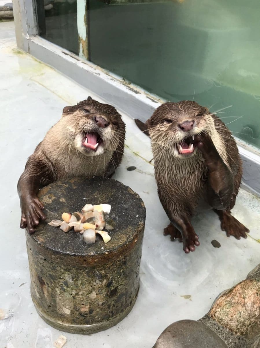 端午不出門!遠雄海洋公園推「線上樂園」登場,海獅、海豚、水獺擔當主播 端午不出門!遠雄海洋公園推「線上樂園」登場,海獅、海豚、水獺擔當主播