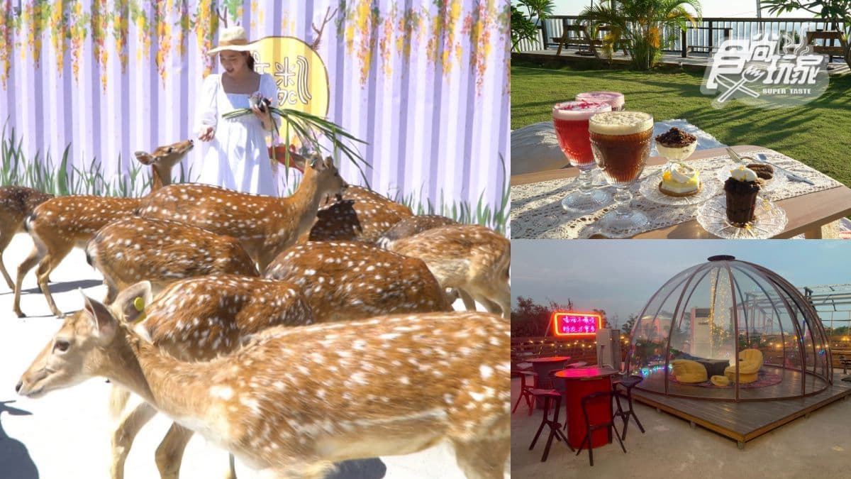 美到逆天了!小琉球6大IG美拍點:餵食小鹿斑比、獨家巴士酒吧、純白小希臘民宿