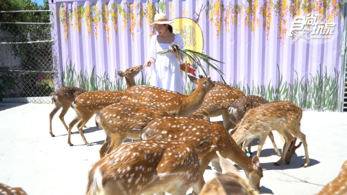 美到逆天了!小琉球6大IG美拍點:餵食小鹿斑比、獨家巴士酒吧、純白小希臘民宿 美到逆天了!小琉球6大IG美拍點:餵食小鹿斑比、獨家巴士酒吧、純白小希臘民宿