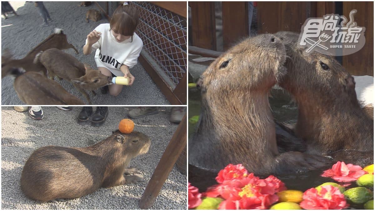 萌度破表!親子生態農場能餵食超Q「梅花鹿」,還看得到「療癒系水豚」泡溫泉