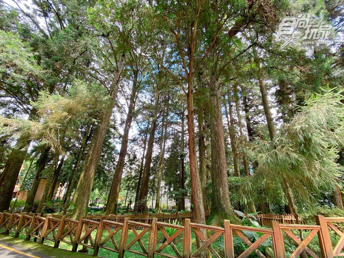 全台最美森林唯一飯店!打卡必拍無敵山景、松鼠一起野餐,每人每晚最低900元 全台最美森林唯一飯店!打卡必拍無敵山景、松鼠一起野餐,每人每晚最低900元