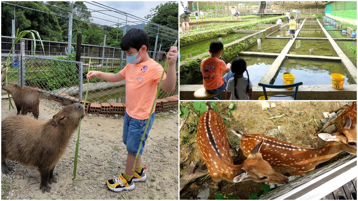 親子出遊首選!桃園生態農場餵食超萌「水豚君」,還有小孩最愛釣蝦區
