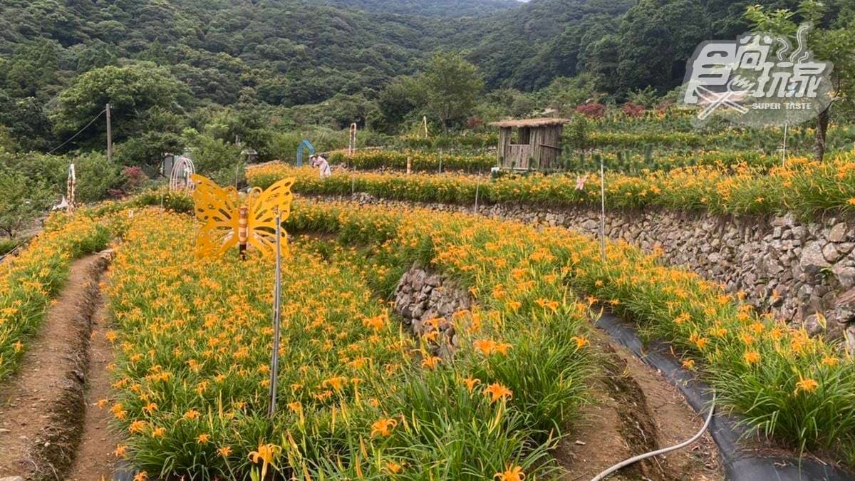 竹子湖故鄉金針花農園 img