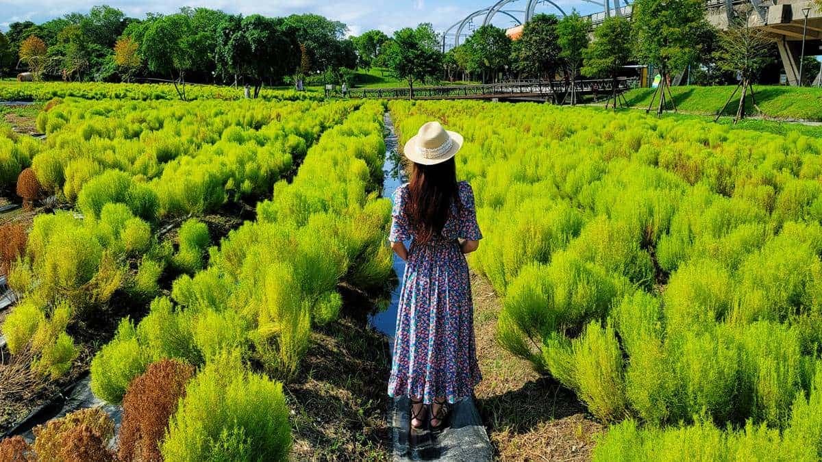 「Q版抹茶海」好療癒啊!3000株波波草現身宜蘭,加碼再拍「稻草捲心酥」